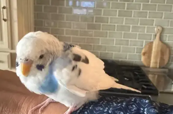 Lost and found pets Edmond, photo: Found bird, Oklahoma City, Edmond - white parakeet