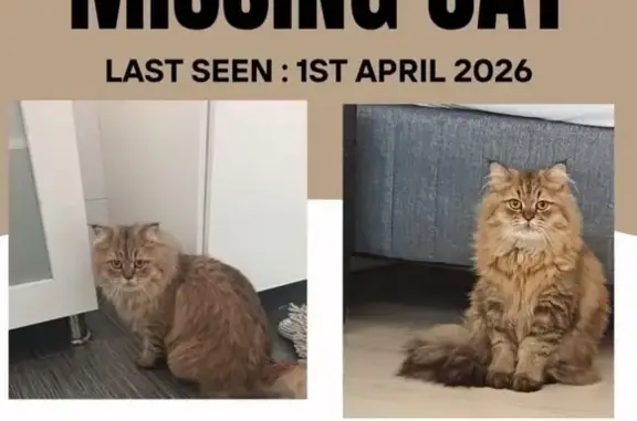 Lost male cat, Woodbury Road, 58, Cape Town - brown cat - photo