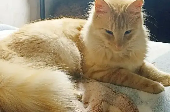 Світло оранжевий, очі каштонові дещо зелені, пухнастий хвіст. Скоріш за все вкрали або сам втік так як вигулювали на повідку у подвір'ї. Перс без повідка.