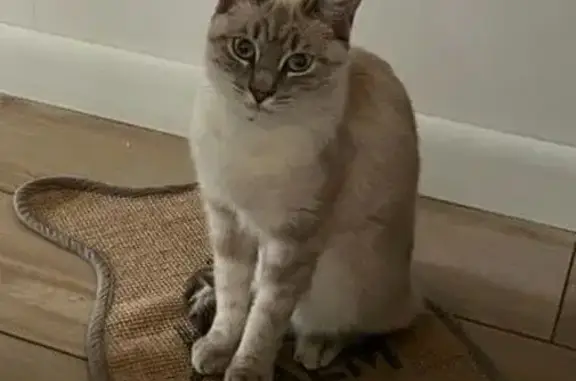 Chat perdu, Carignan-de-Bordeaux, photo: Chat perdu, Chemin Croix de Rivière, Carignan-de-Bordeaux - jeune blanc crème