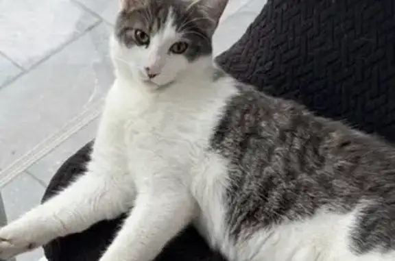 Animaux perdus Bordeaux, photo: Perdu Chat homme, Rue Désiré Granet, Biganos - gris et blanc, très docile