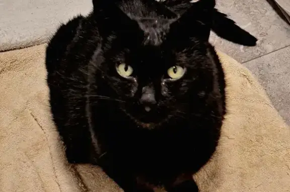 Missing cat Goulburn, photo: Lost male cat, Nichols Street, Goulburn - white patch on chest