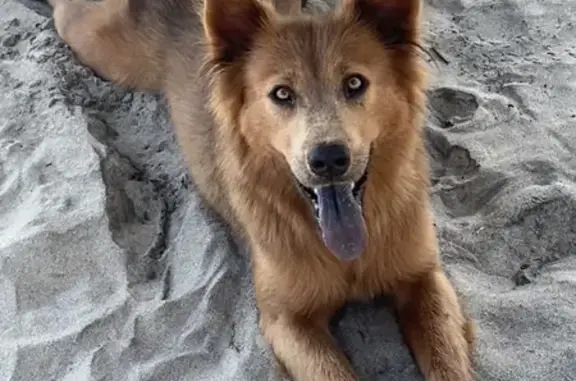 Cachorro perdido Fêmea (brl002...