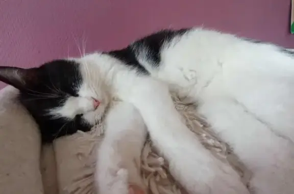 Chat perdu, Rue Alexandre Soljenitsyne, Évry-Courcouronnes - petit gabarit - photo