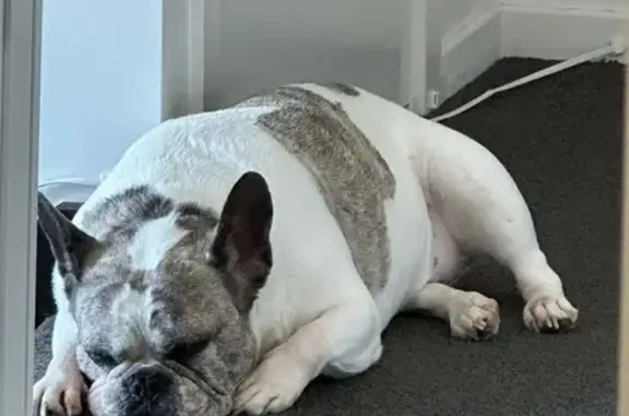Lost female dog, Melbourne - white and grey with blue eyes - photo