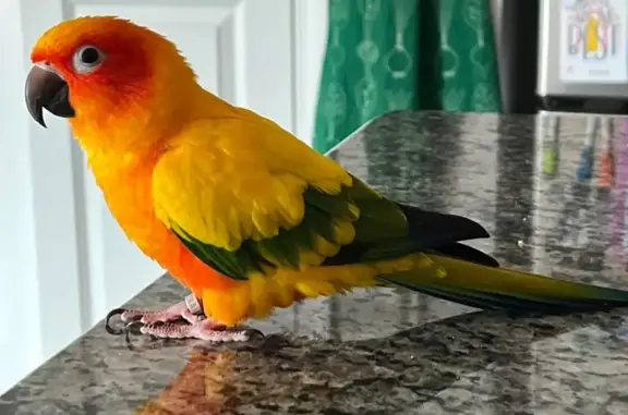 Lost and found pets Apex, photo: Lost male bird, Boxcar Way, Apex - Sun Conure 