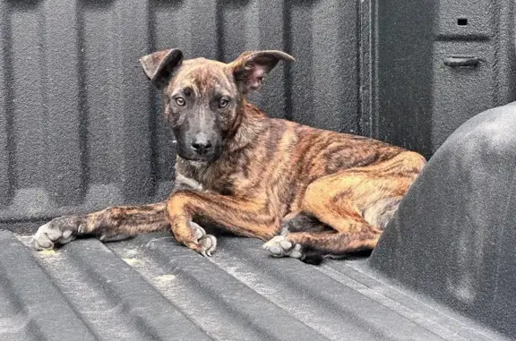 Lost and found pets Channelview, photo: Found male dog, Arundel Street, Channelview - near Carpenter Bayou jogging trail