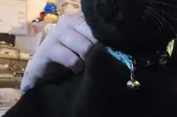 Missing cat Male, Devonport (al495735) - photo