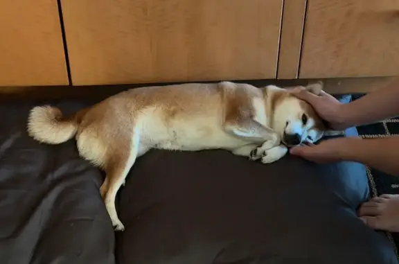 Lost female dog, Lakeview Avenue, Yorba Linda - brown shiba - photo