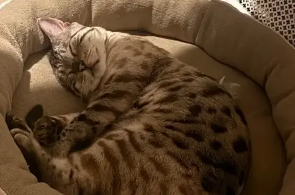 Lost male cat, Lillechurch Road, Dagenham - chipped and neutered - photo