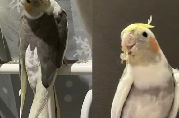 Lost pets Yarra, photo: Lost male bird, Rosslyn Street, Melbourne - yellow head and orange face