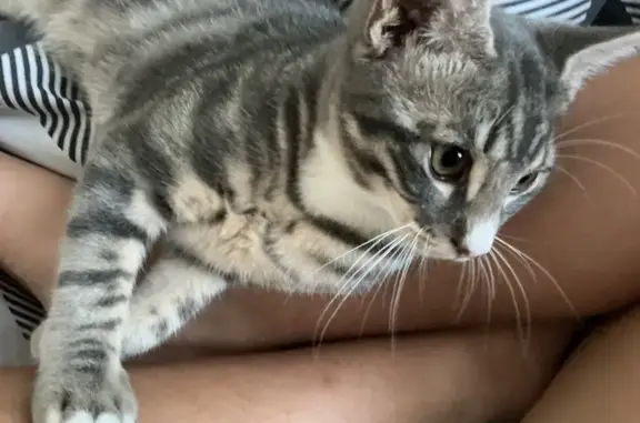 Lost male cat, Belmont, Perth - photo