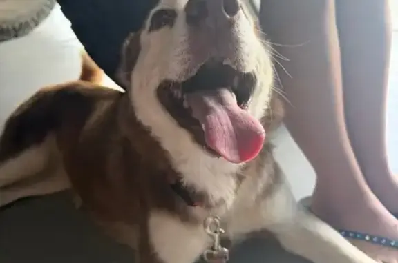 Lost and found pets Apache Junction, photo: Found female dog, West Canyon Street, Apache Junction - brown husky puppy