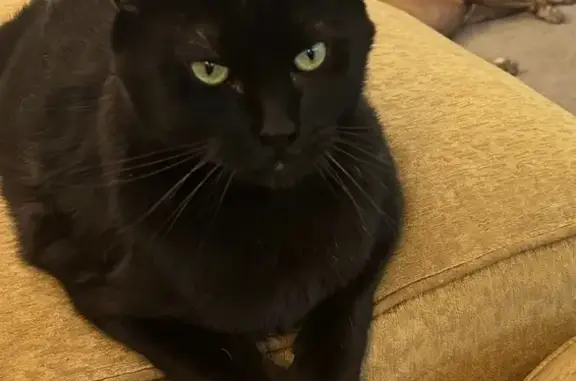 Lost male cat, Norwood Place, Savannah - very large, all black - photo