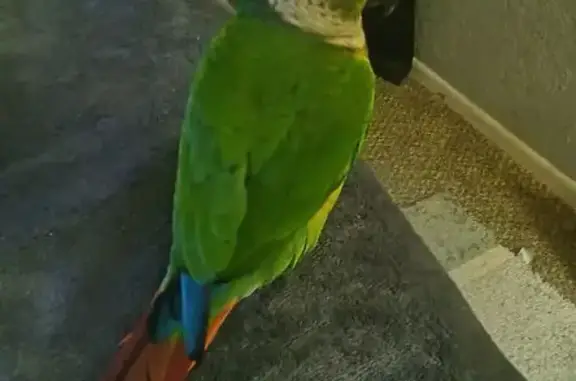 Lost male bird, North Swope Drive, Independence - loves sunflower seeds - photo