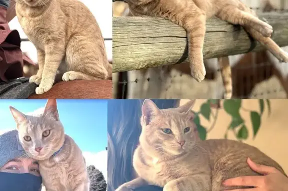 Missing cat Gunnison, photo: Lost male cat, East Grant Road, Gunnison - light orange tabby with blue collar