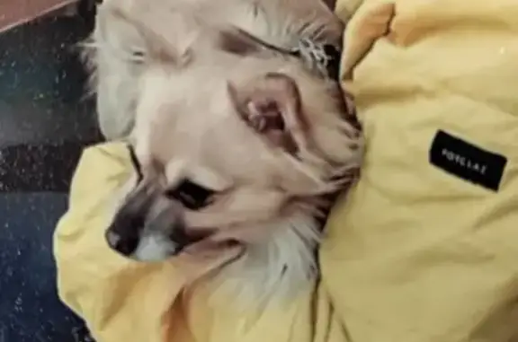 Perdido perro masculino, Ancha de Gracia, Granada - photo