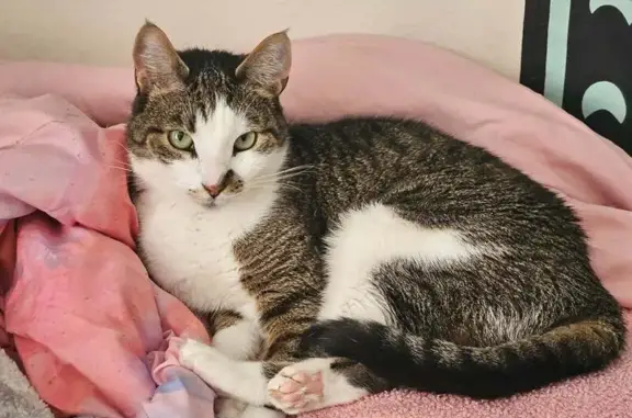 Lost and found pets Winter Haven, photo: Lost female cat, Salibury Drive, Winter Haven - brown and white with green eyes