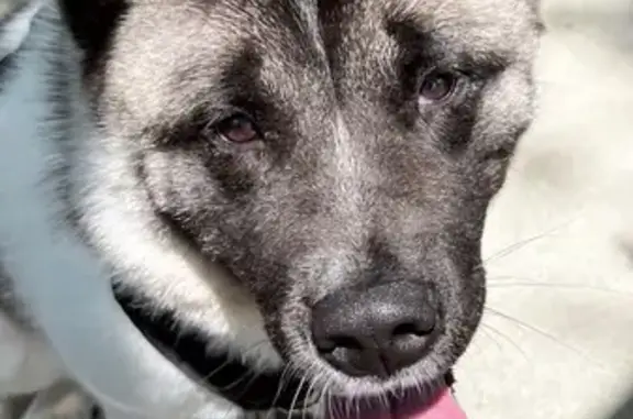 Lost female dog, Vanowen Street, Los Angeles - black face - photo