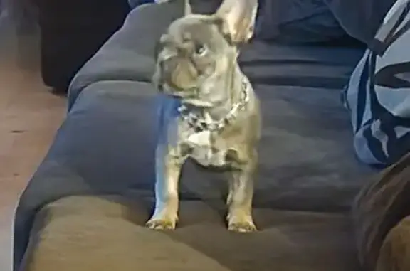 Lost female dog, South Randall Boulevard, Tucson - gray/tan French bulldog - photo