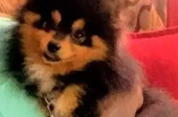 Lost male dog, Sweetgum Road Southeast, 32, Lawrenceville - tri color - photo