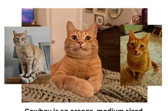 Lost and found pets Little Rock, photo: Lost male cat, Cantrell Road, Little Rock - friendly and energetic