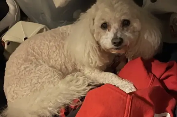 Lost female dog, South Rhodes Avenue, Chicago - 13 years old, needs medicine - photo