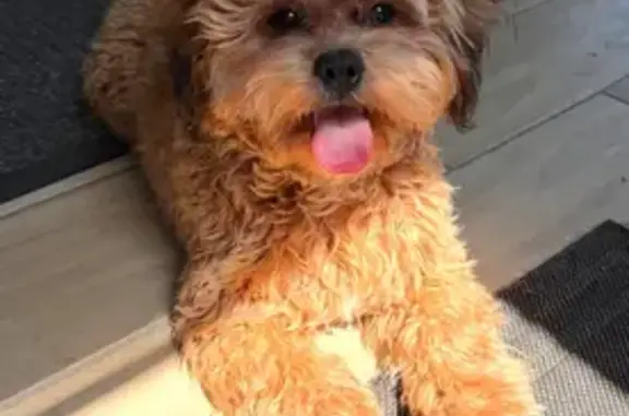 Lost Male Dog, Cedar Street, 23, New Britain - blue bandana and black leash - photo