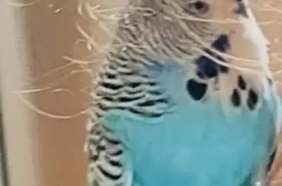 Lost male bird, Sinopia Street, 23, Melbourne - grey ring on leg - photo