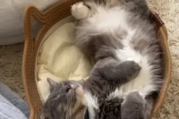 Lost male cat, Sir Claud Gibb Street, Port Adelaide Enfield - photo