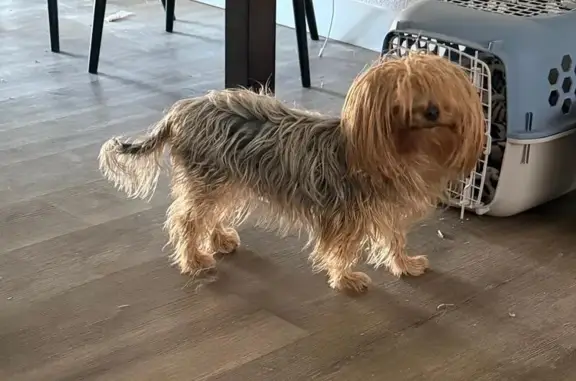 Lost dog, North 67th Avenue, Glendale - photo