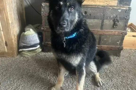 Lost Male Dog, North 1000 West, 800, Clinton - very nice and shy - photo