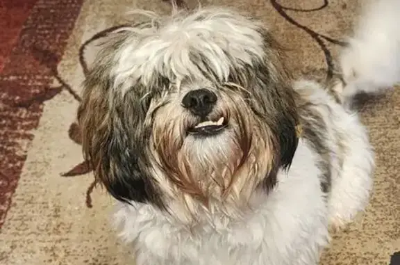 Lost and found pets Fair Oaks, photo: Found dog, Hazel Avenue, Fair Oaks