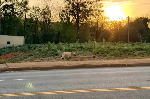 Lost and found pets Spartanburg, photo: Found male dog, Mary H Wright Greenway, Spartanburg - white and legged lame
