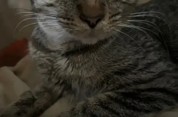 Lost and found pets Prospect Heights, photo: Found female cat, Palatine Road, Prospect Heights - tabby, friendly