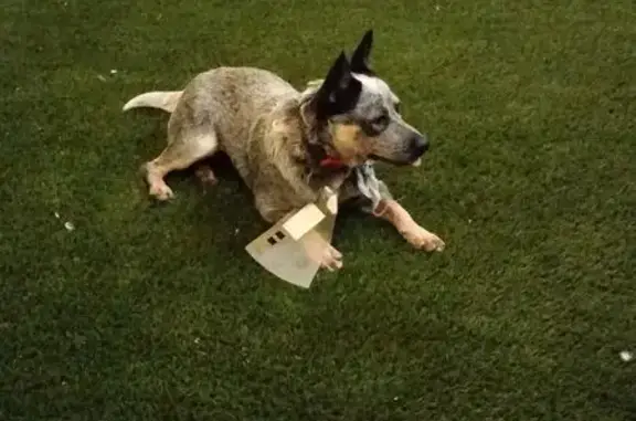 Perdido perro hembra, Avenida...