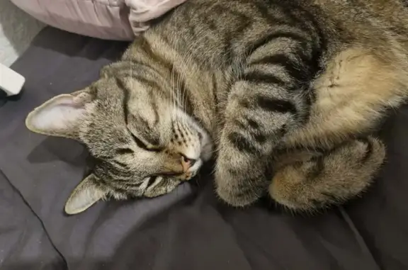 Lost male cat, Braemore Street, Armadale - Bengal markings - photo