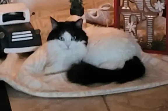 Lost female cat, North 61st Way, Cave Creek, Phoenix - photo