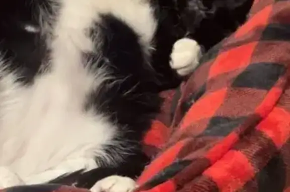 Lost and found pets Minneapolis, photo: Lost male cat, Onondaga Street Northeast, Minneapolis - black and white tuxedo