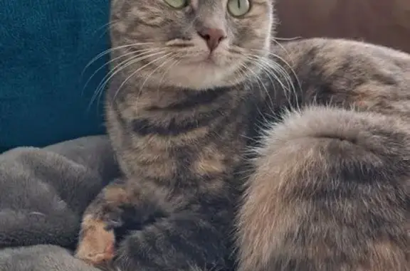 Animaux perdus Bourgoin-Jallieu, photo: Perdu chat femelle, Impasse des Tisserands, Bourgoin-Jallieu - tigrée écaille de tortue