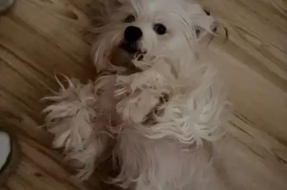 Lost male dog, 14th Avenue Court East, Spanaway - Shitzu mix named Chucky - photo