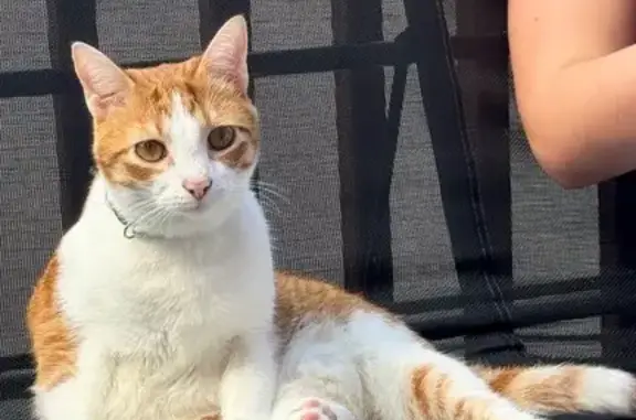 Lost female cat, High Street, Richmond - orange with a white belly - photo