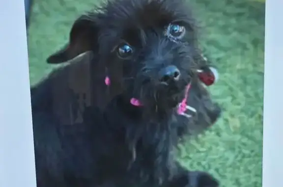 Lost dog, Makee Avenue, Los Angeles - female, small black with hot pink collar - photo