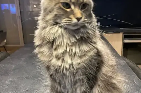 Chat perdu, Paris, photo: Perdu Chat femelle, Rue Jeanne Jugan, Grasse, Paris - stérilisée et pucée