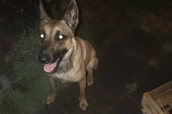 Chien trouvé Issou, photo: Trouvé chien femelle, Rue de la Gare, Issou - beige avec museau foncé