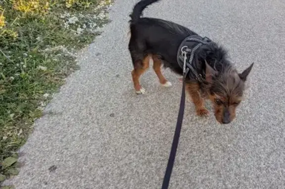 Animaux trouvés Marseille, photo: Trouvé Chien Femme, Rue Dominique Piazza, Marseille - poils mi longs noir et fauve