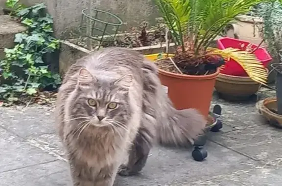 Perdu chat mâle, Place Saint-Mamert, Auxerre - craintif et pucé - photo