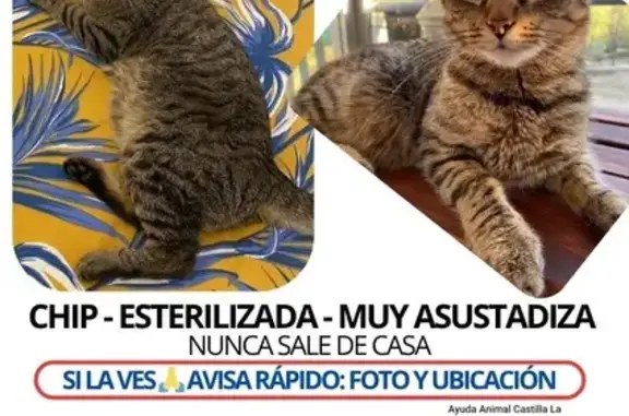 Perdido gato hembra, Torralba de Calatrava, Aguilas - es muy asustadiza - photo