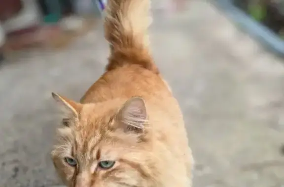 Animaux trouvés Rochefort, photo: Trouvé Chat roux très clair, Chemin de la Mauratière, Rochefort