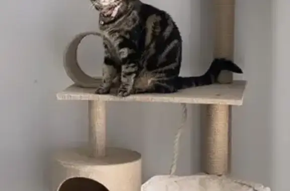 Lost female cat, Mallow Court, Adelaide - classic tabby with green eyes - photo